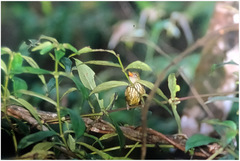 Kurochkinegramma hypogrammicum