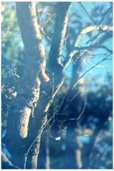 Zanclostomus javanicus