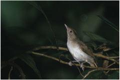 Malacopteron cinereum