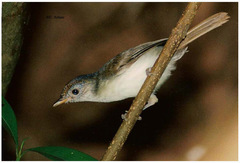 Malacopteron cinereum