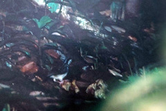 Kenopia striata