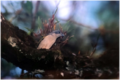 Pteruthius aeralatus