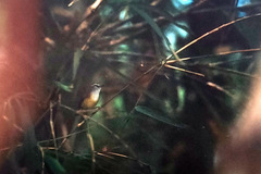 Abroscopus superciliaris