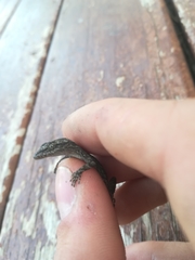 Mediodactylus orientalis