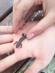 Mediodactylus orientalis