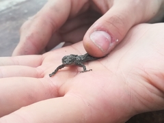 Mediodactylus orientalis