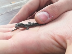 Mediodactylus orientalis