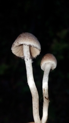 Coprinopsis canoceps