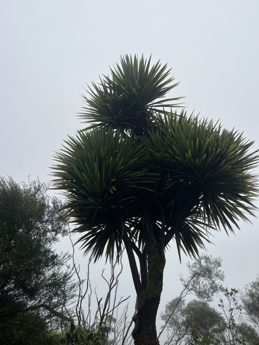 Cordyline australis observed 2025-11-12