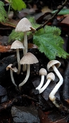 Coprinopsis canoceps