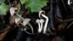 Coprinopsis canoceps