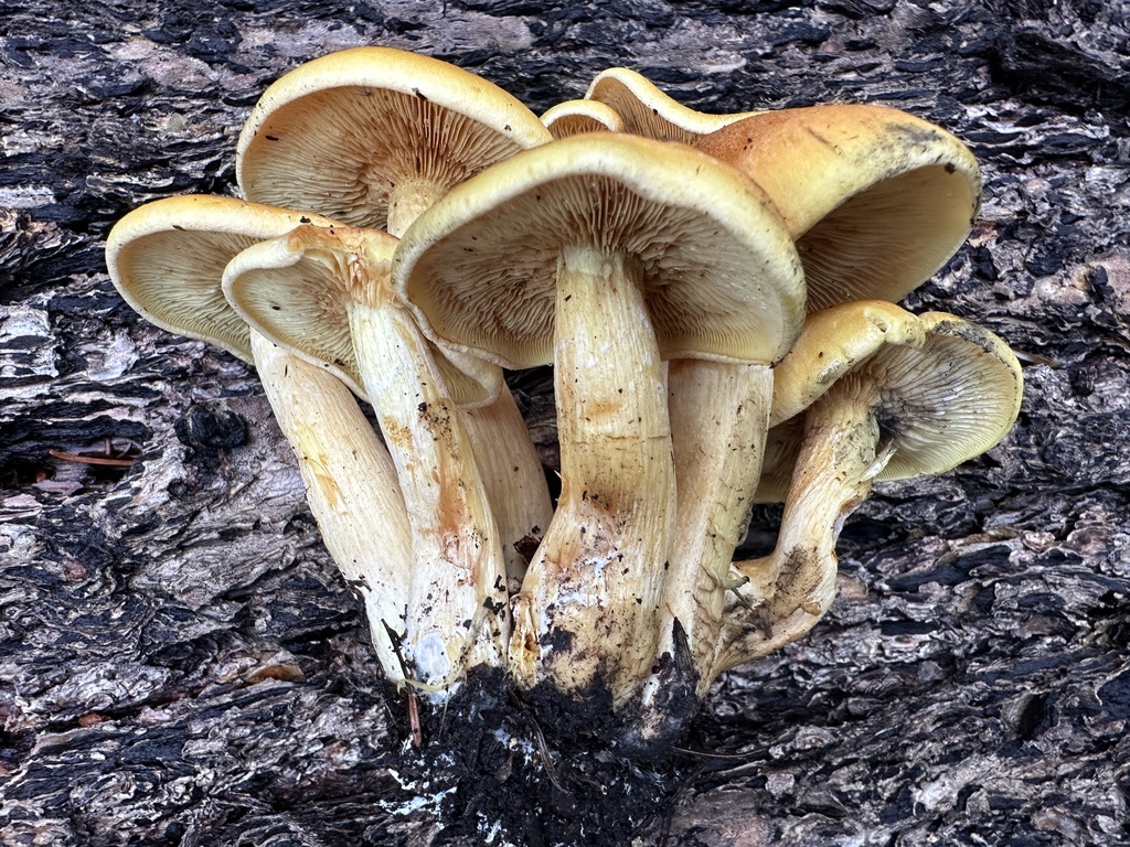 Gymnopilus sapineus