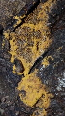 Metatrichia