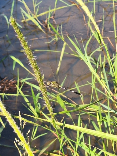 Slender Skimmer