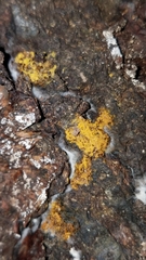 Metatrichia