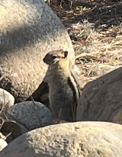 Common Golden-mantled Ground Squirrel observed by mmsorensen