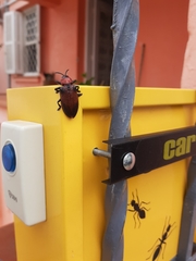 Coleoptera
