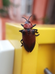 Coleoptera
