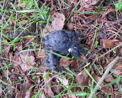 Strigidae