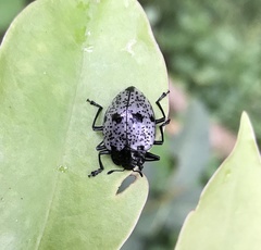 Cypherotylus adrianae