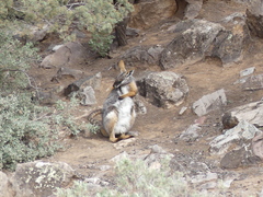 Petrogale xanthopus