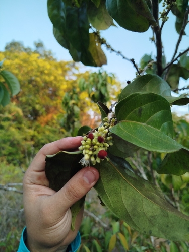 Piparea multiflora observed 2025-11-11