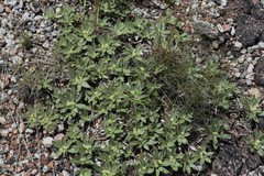 Ditaxis acaulis
