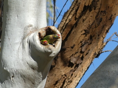 Psitteuteles versicolor