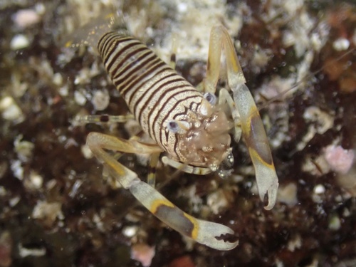 Gnathophyllum americanum, 2025-11-06