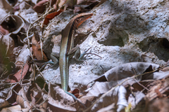 Pholidoscelis taeniurus