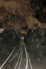 Stenopus hispidus image