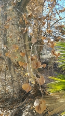 Populus fremontii fremontii