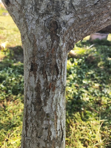 Asian Weaver Ant