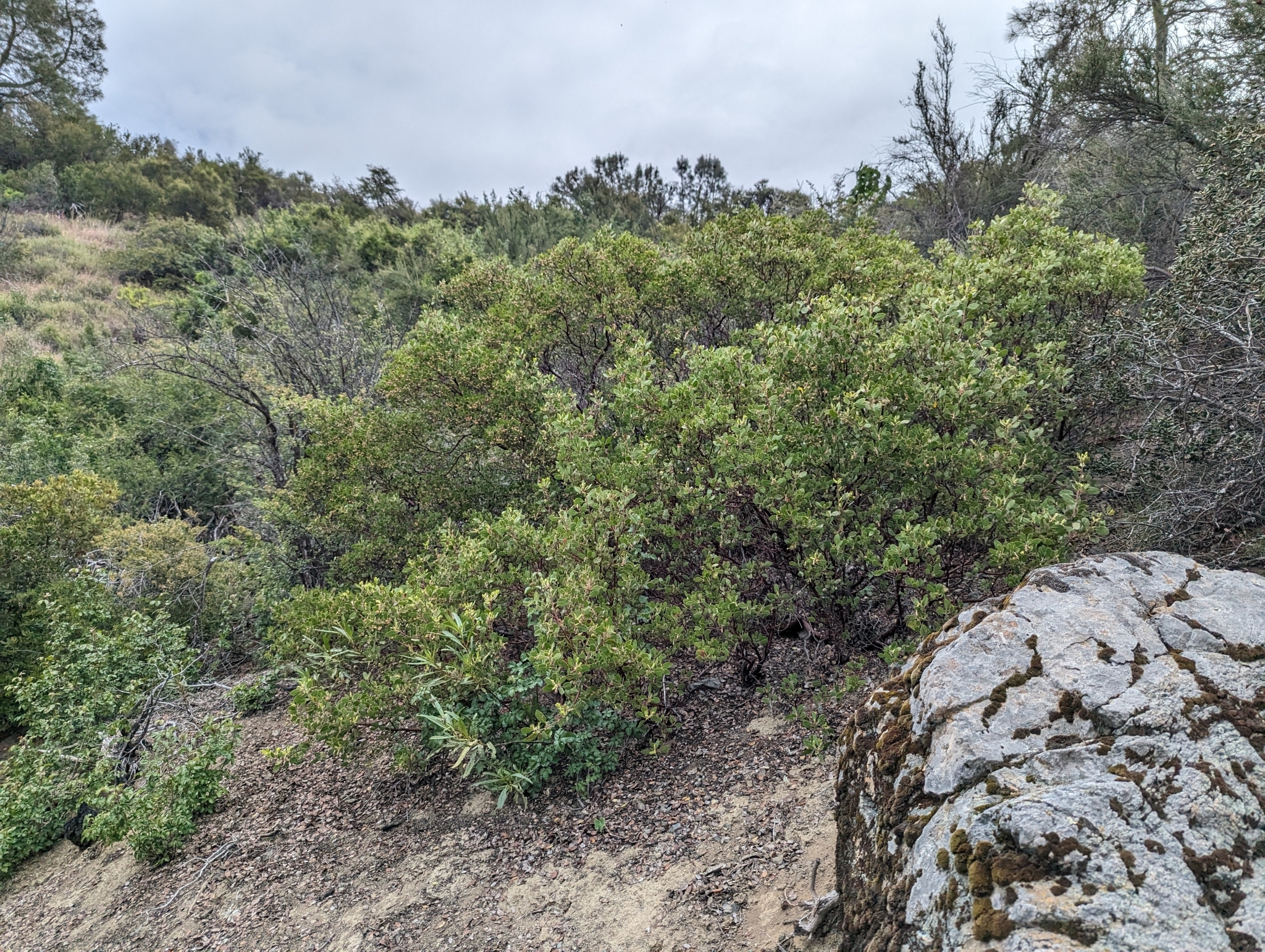 San Benito Manzanita (Arctostaphylos ×)