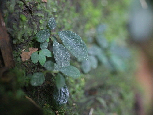Argostemma iriomotense