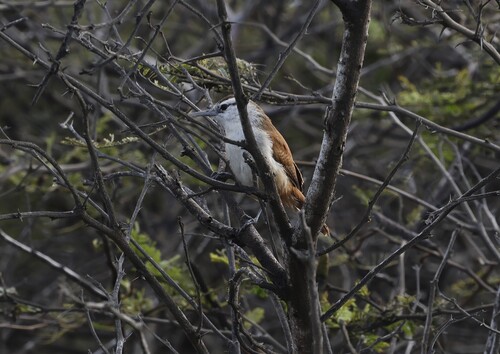 Superciliated Wren (Cantorchilus superciliaris), photo 6