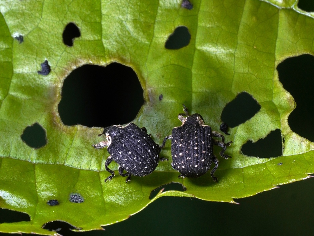 Cionus tonkinensis