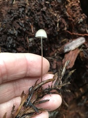 Paragymnopus sequoiae