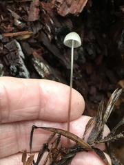 Paragymnopus sequoiae