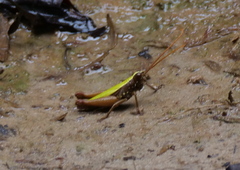 Trybliophorus amazonicus