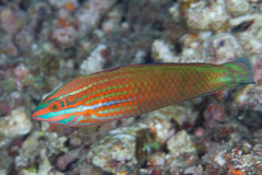 Halichoeres biocellatus