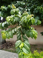 Campomanesia aromatica