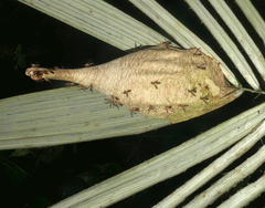 Angiopolybia