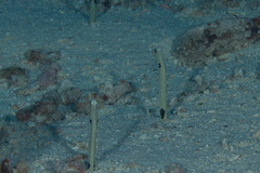 Heteroconger hassi