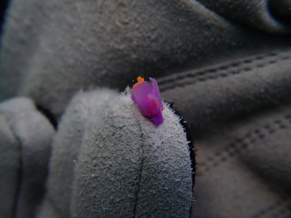 Bat-wing Seaslug