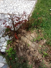 Talisia esculenta
