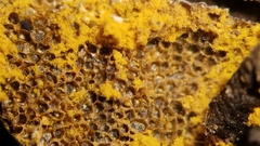 Metatrichia