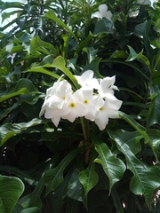Plumeria pudica