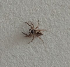 Menemerus bivittatus