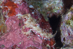 Synchiropus morrisoni